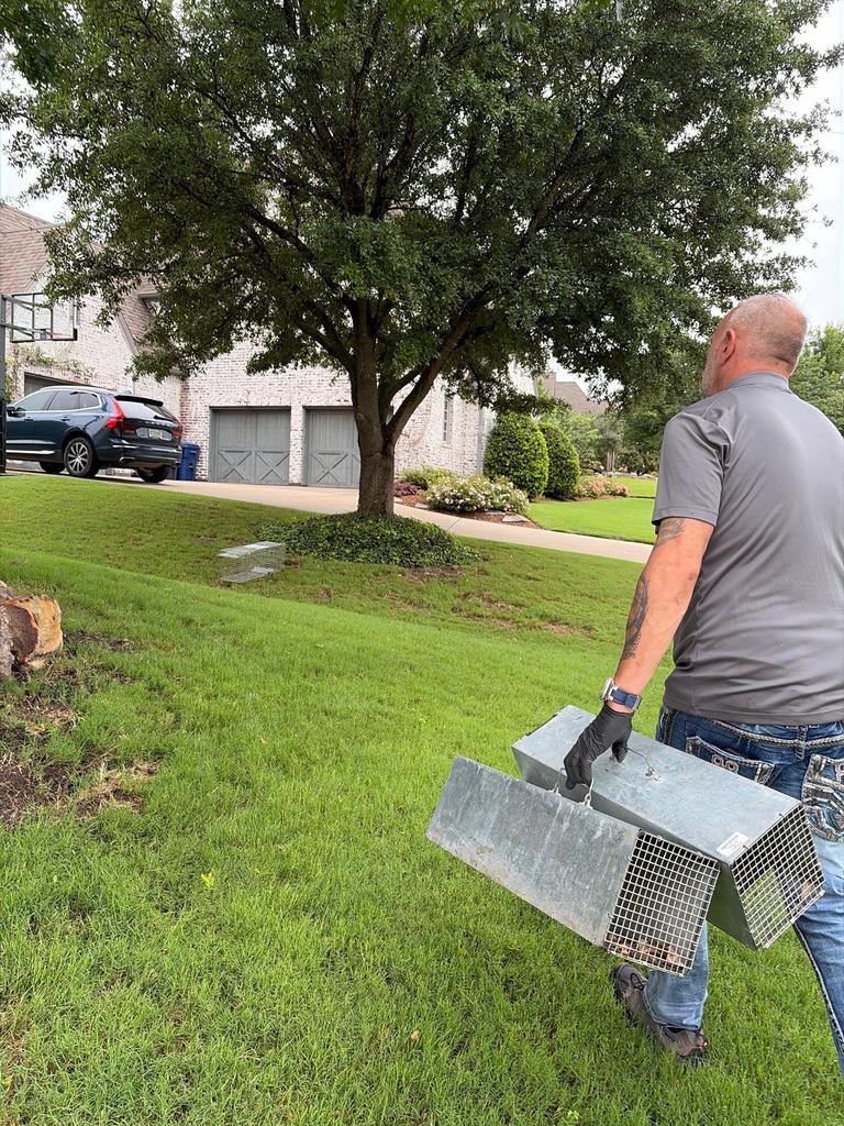 Exclusion work involving armadillo trap setup in the yard of a home in McKinney, Texas.