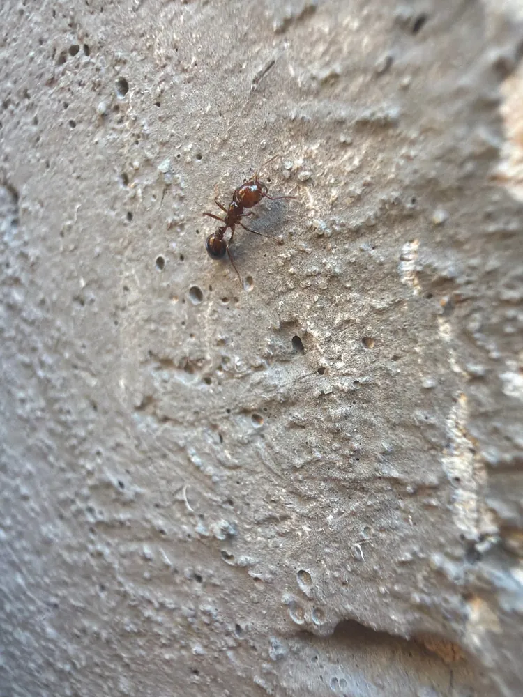 Pest Control Fairview, TX 16 Close-up of a fire-red ant on a stucco wall on a Pest Me Off job