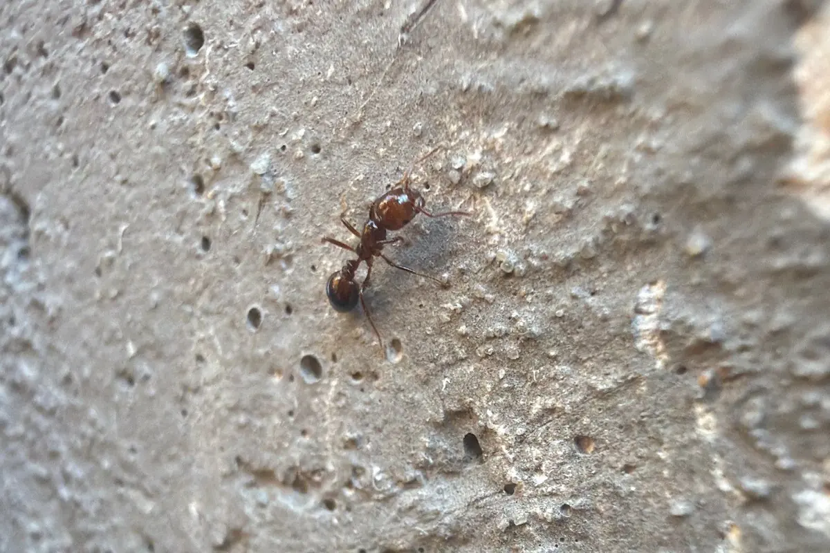 Reddish fire ant close-up on a stucco wall from a Pest Me Off job in Frisco, TX