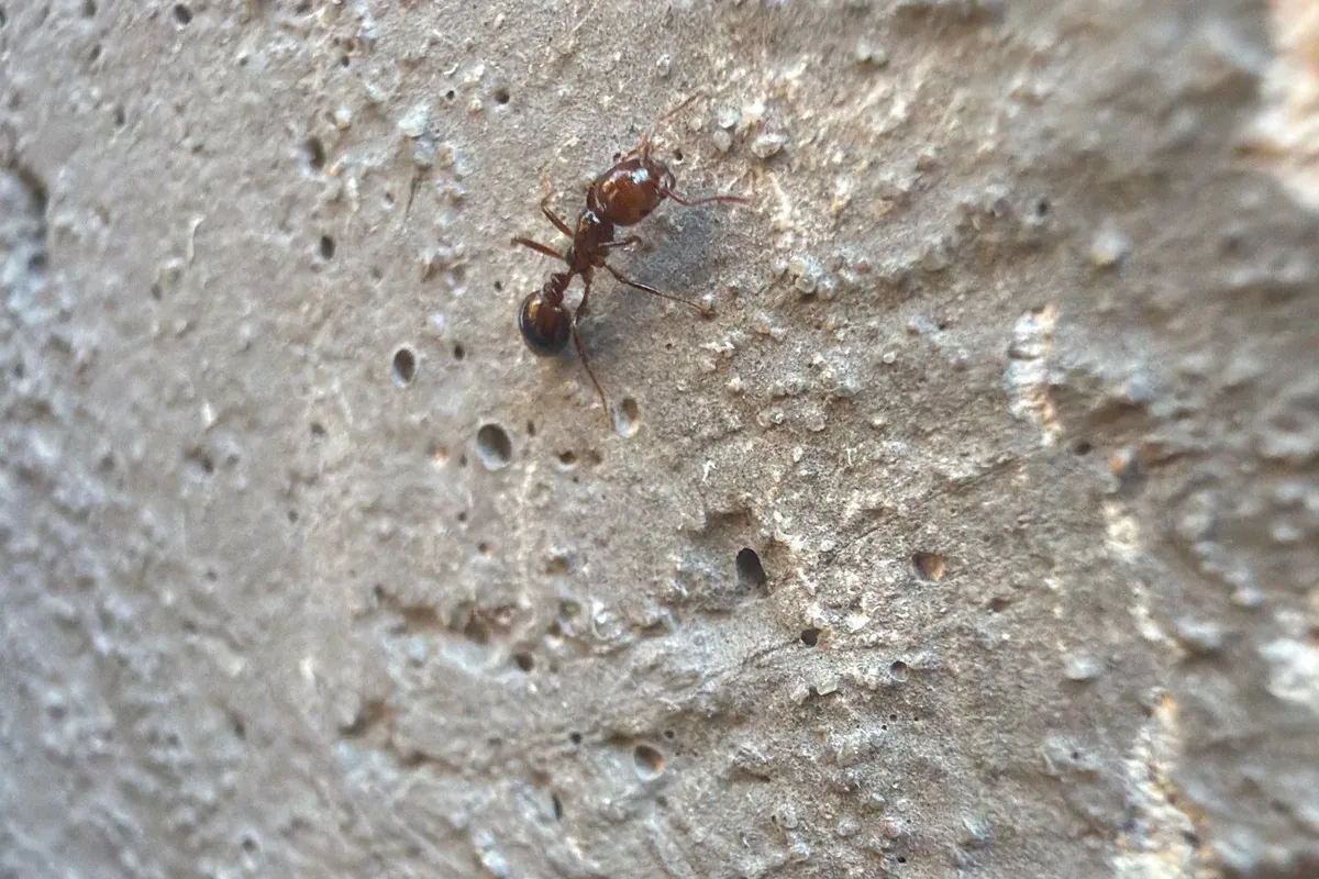 Close-up of a fire-red ant on a stucco wall on a Pest Me Off job in Frisco, TX