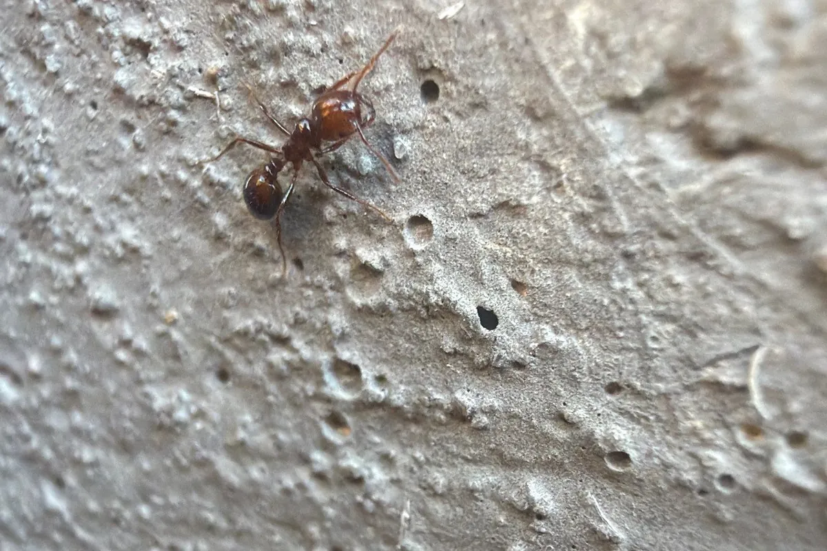 Pest Control Princeton, TX 13 Close-up of a fire-red ant on a stucco wall on a Pest Me Off job
