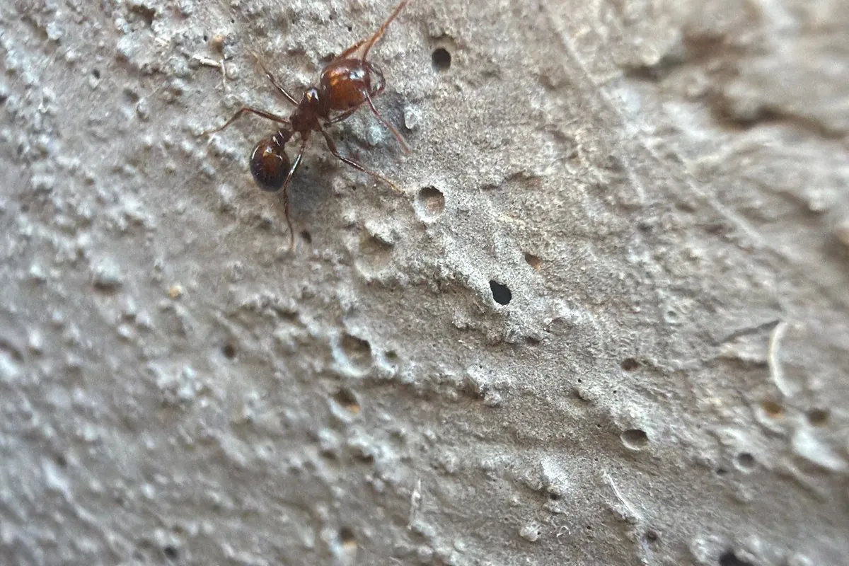 Pest Control Little Elm, TX 12 Reddish fire ant close-up from a Pest Me Off job in Frisco, TX