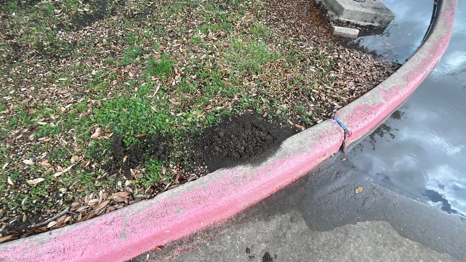 Fire ant mound rebuilding along a curb edge in a Plano TX yard, March 2026