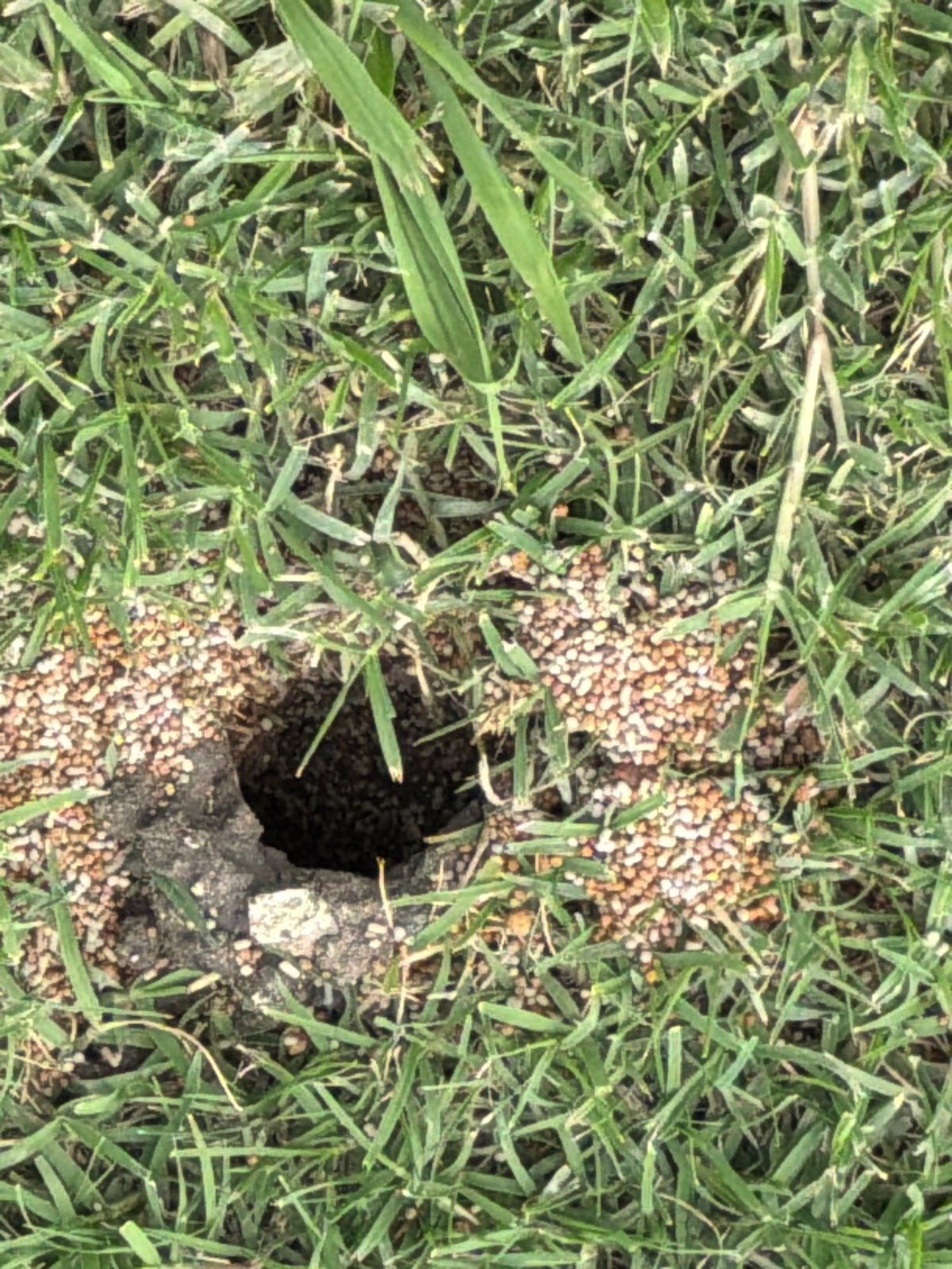 Open fire ant mound with tunneling in a McKinney TX lawn on a Pest Me Off job, May 2026