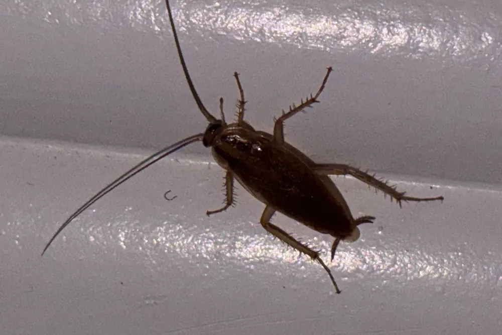 German cockroach close-up from a Pest Me Off job in McKinney, TX