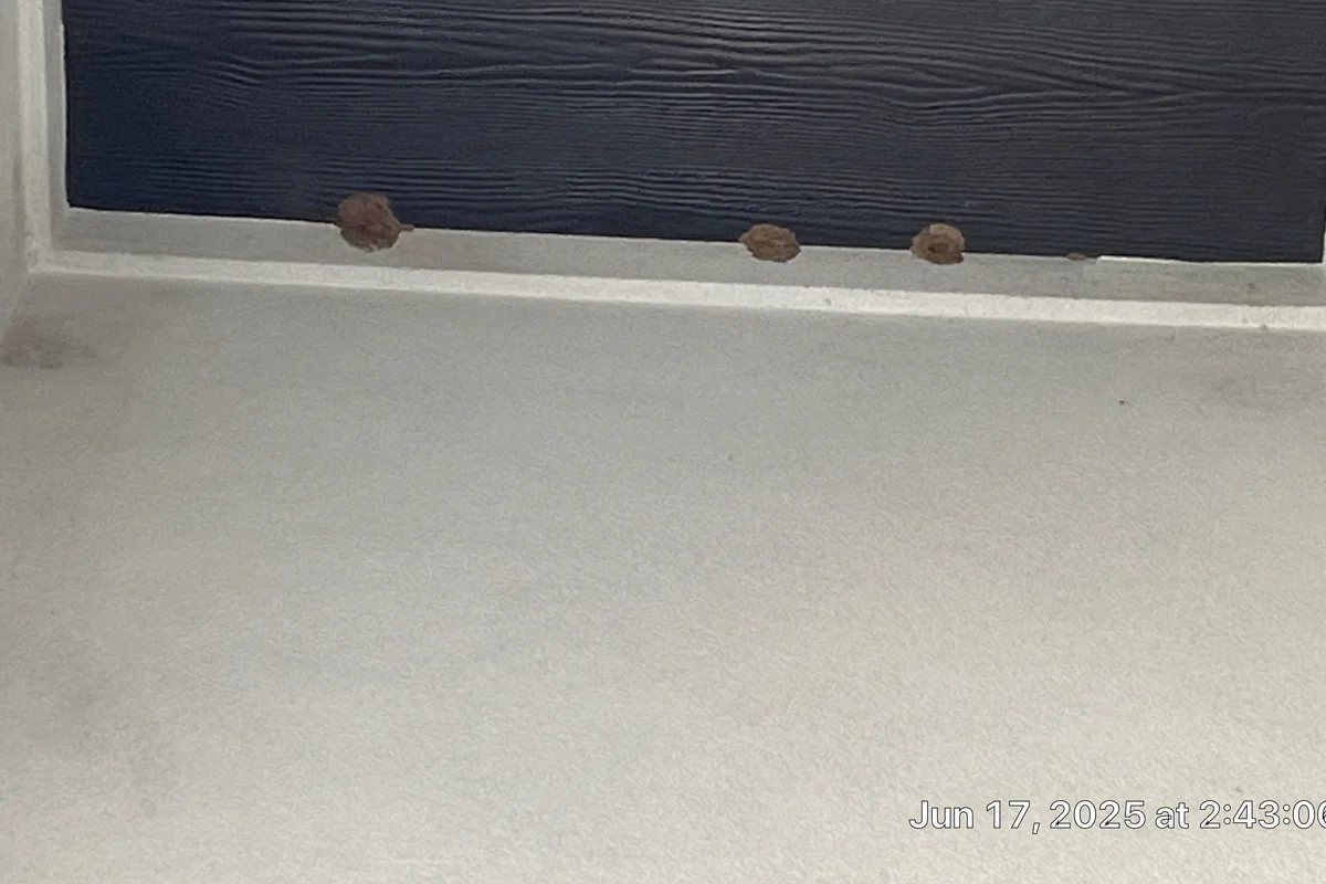 Pest Control Prosper, TX 13 Mud dauber nests built along a window ledge on a Pest Me Off job in Prosper, TX