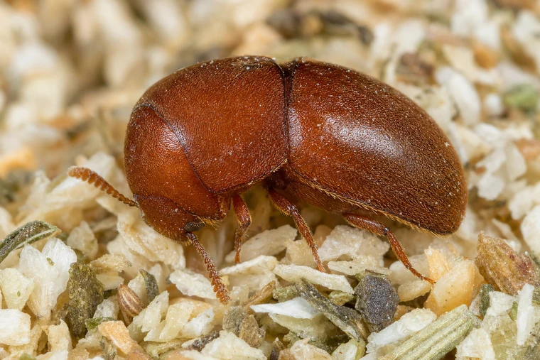 Pantry Pests 11 Cigarette Beetle (also called spice beetle)