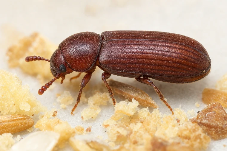 Pantry Pests 12 Drugstore Beetle (also called bread beetle)