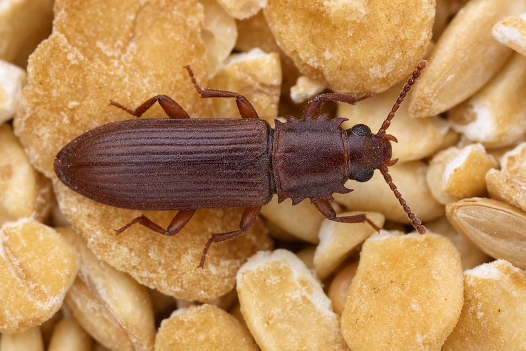 Pantry Pests 10 Merchant Grain Beetle (also called cereal beetle)