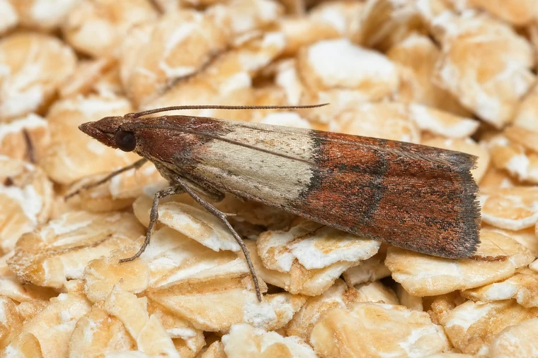 Pantry Pests 7 Indian Meal Moth (Plodia interpunctella)