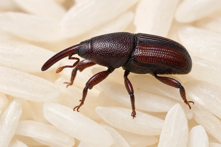 Pantry Pests 8 Rice Weevil (Sitophilus oryzae)
