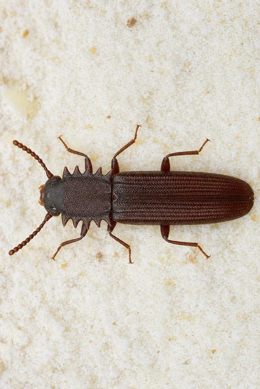 Pantry Pests 9 Sawtoothed Grain Beetle (also called flat grain beetle)