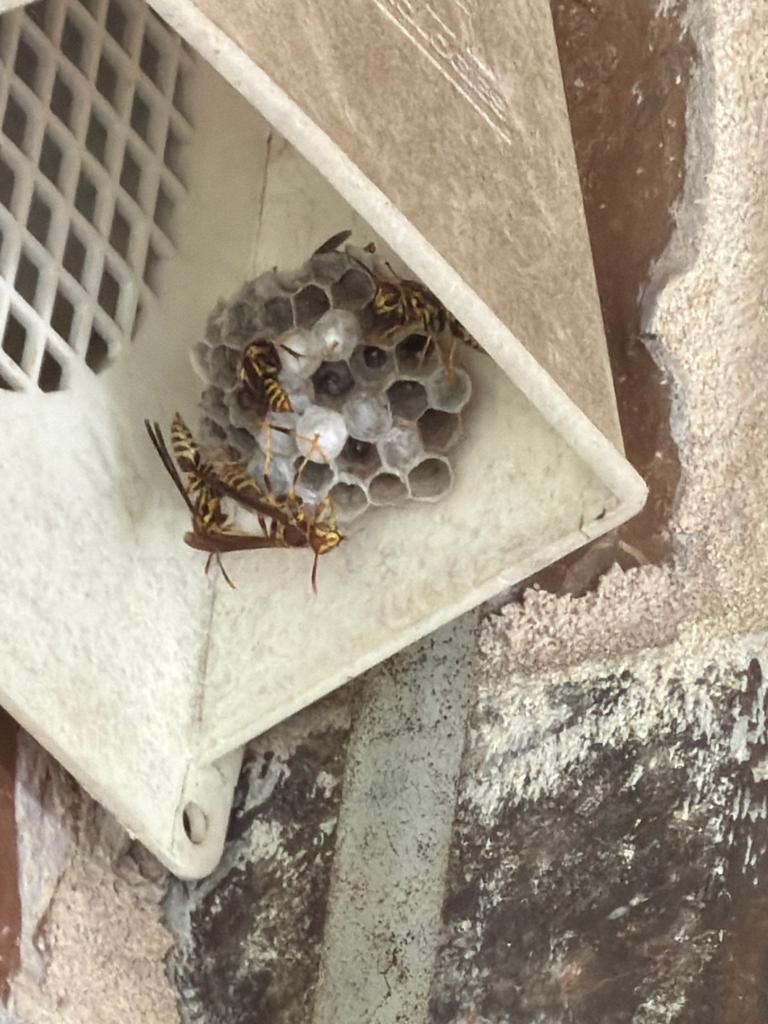 Several paper wasps guard an open comb nest built inside a plastic dryer vent hood on a brick exterior wall in McKinney, Texas.