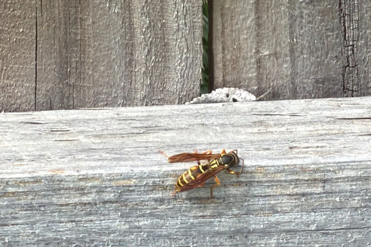 Pest Control The Colony, TX 16 Paper wasp on a weathered fence rail on a Pest Me Off job in The Colony, TX