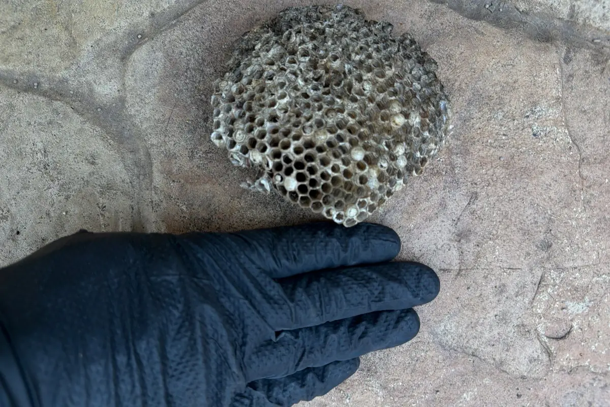 Removed paper wasp nest held in a gloved hand on a Pest Me Off job in Frisco, TX