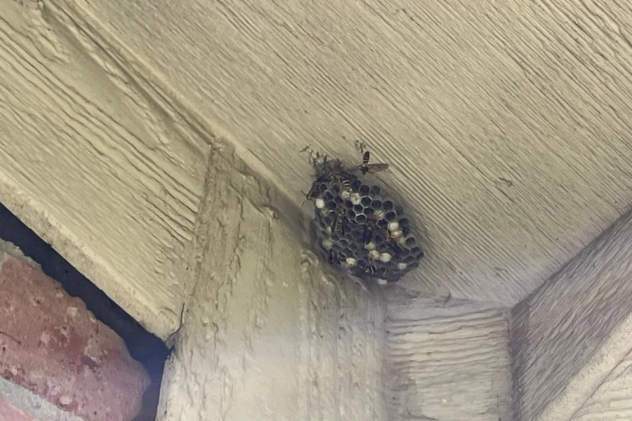 Pest Control Fairview, TX 13 Active paper wasp nest in an eave corner on a Pest Me Off job