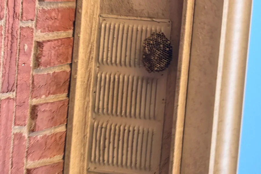 Pest Control Fairview, TX 14 Paper wasp nest on a gable louver vent on a Pest Me Off job
