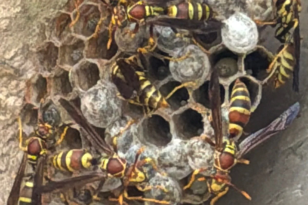 Active paper wasp nest with live wasps on the comb on a Pest Me Off job in Allen, TX