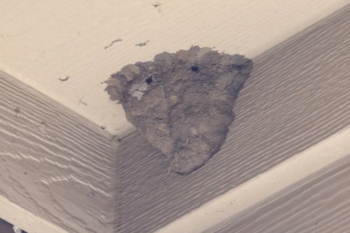 Gray paper wasp nest tucked into a soffit corner on a Pest Me Off job in Melissa