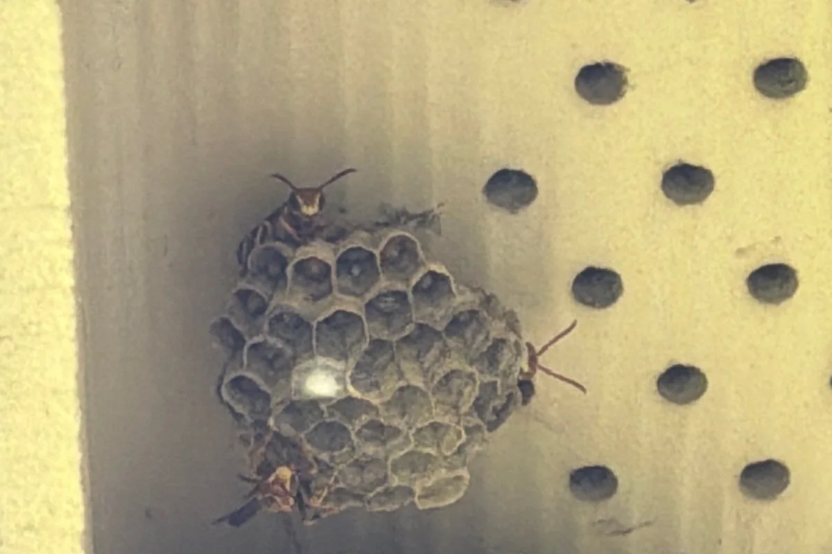 Pest Control Princeton, TX 15 Paper wasp colony on comb inside a soffit vent on a Pest Me Off job