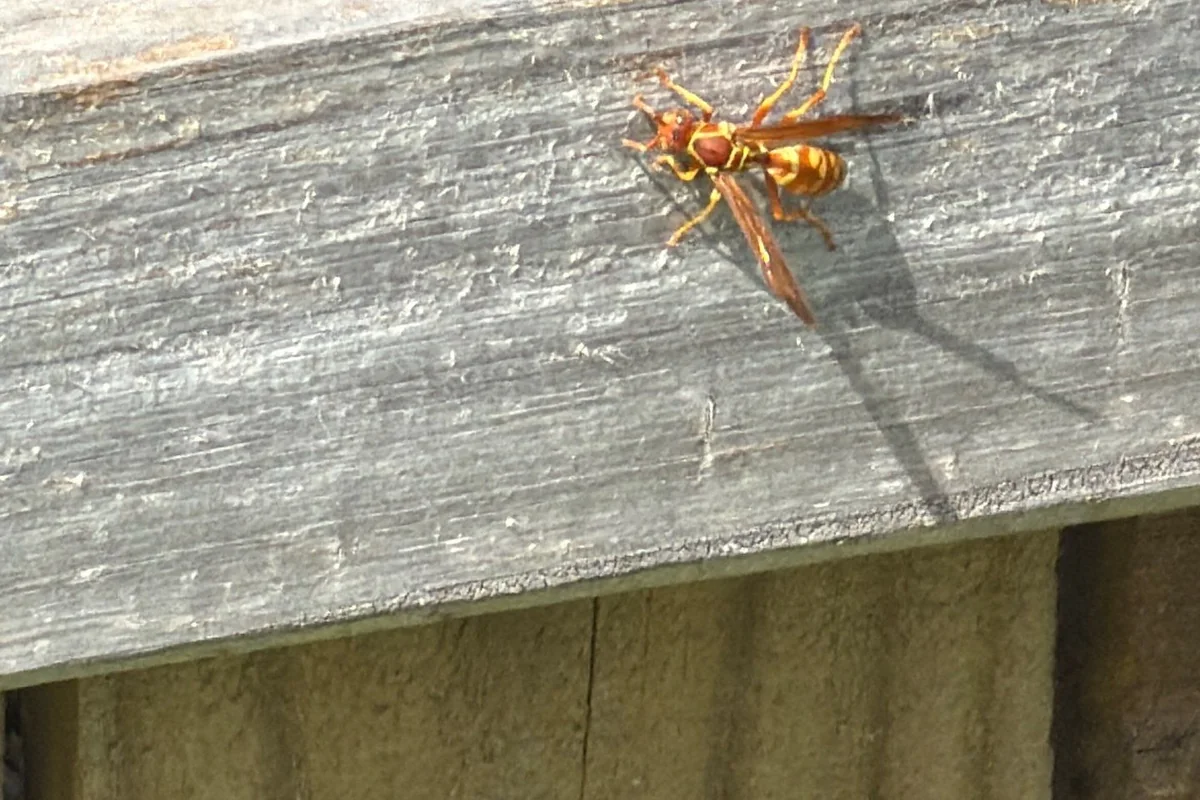 Pest Control The Colony, TX 14 Red paper wasp on a sunlit fence rail on a Pest Me Off job in The Colony, TX