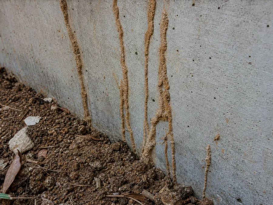 Termites 67 Mud tubes found on a foundation pier, Frisco