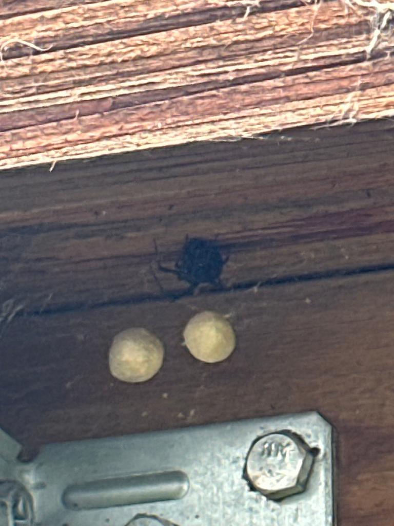 Two potter wasp mud cells attached to a wooden rafter beneath an exterior eave during a June inspection in McKinney, Texas.