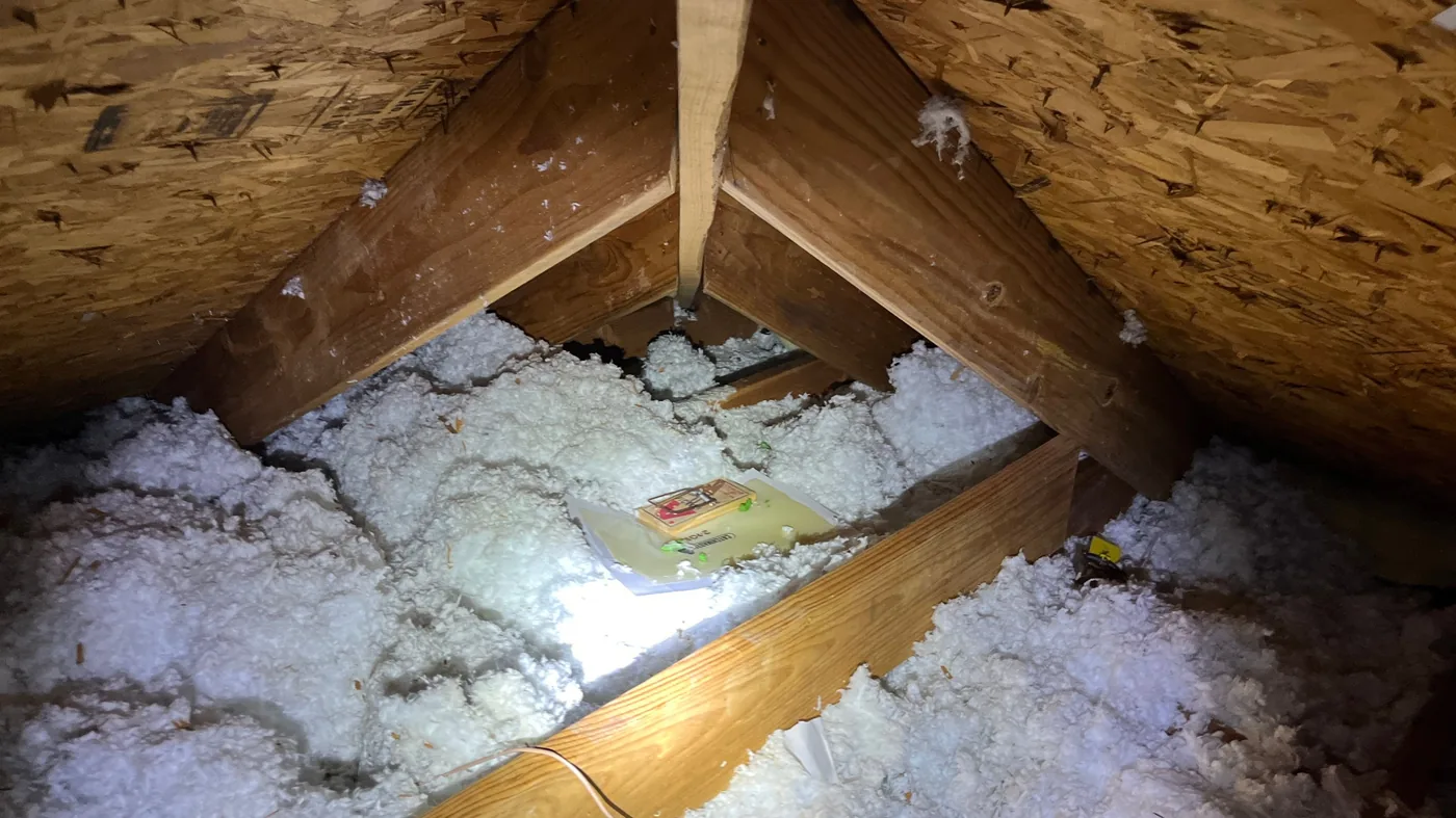 Real snap trap set in the attic insulation between the roof trusses on a Pest Me Off rodent control job in a McKinney TX home
