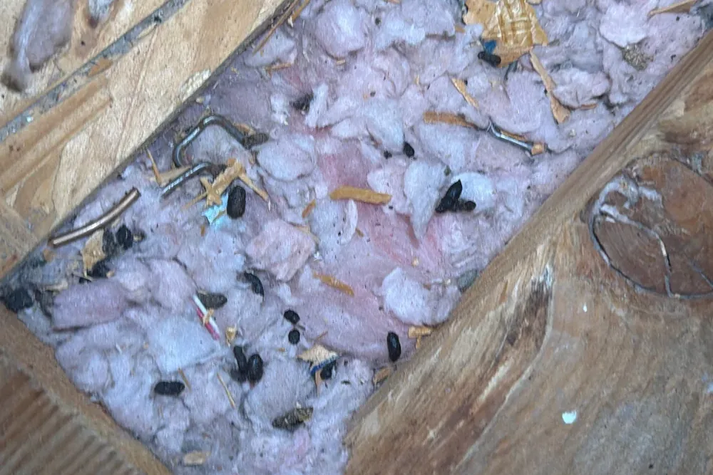 Rodent droppings across attic insulation on a Pest Me Off job in Wylie, TX