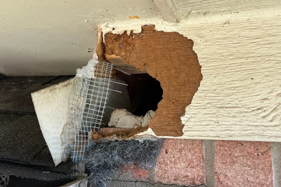 Chewed-open rodent entry hole in a soffit found on a Pest Me Off job