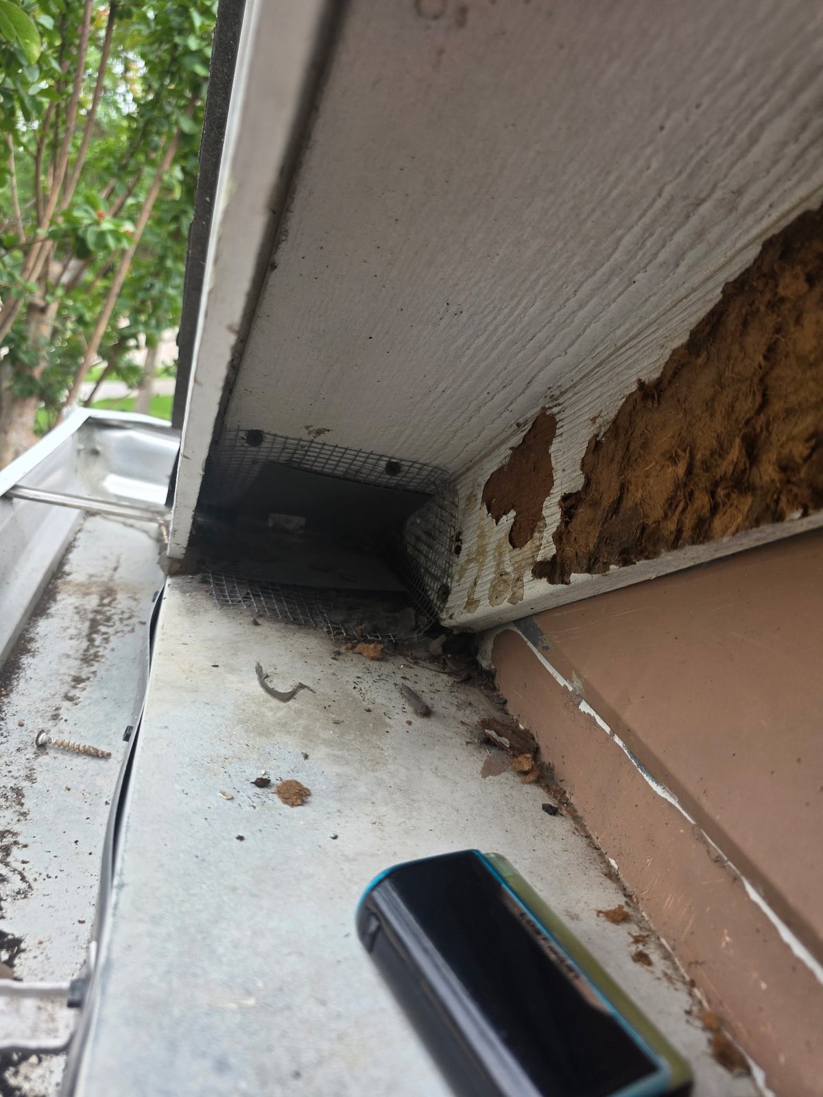 Open roofline gap a squirrel or other animal climbed through to reach the attic in Frisco TX, before sealing