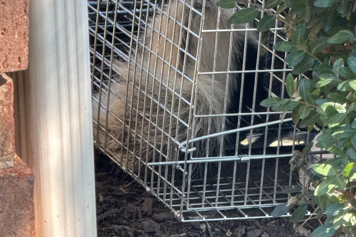Pest Control The Colony, TX 15 Live skunk in a humane cage trap beside a downspout on a Pest Me Off job in The Colony, TX