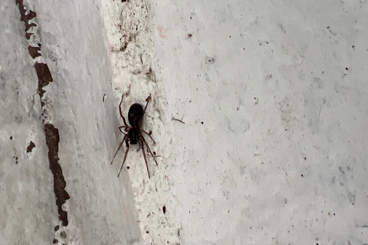 Pest Control Farmersville, TX 15 Dark spider on a concrete and stone wall on a Pest Me Off job