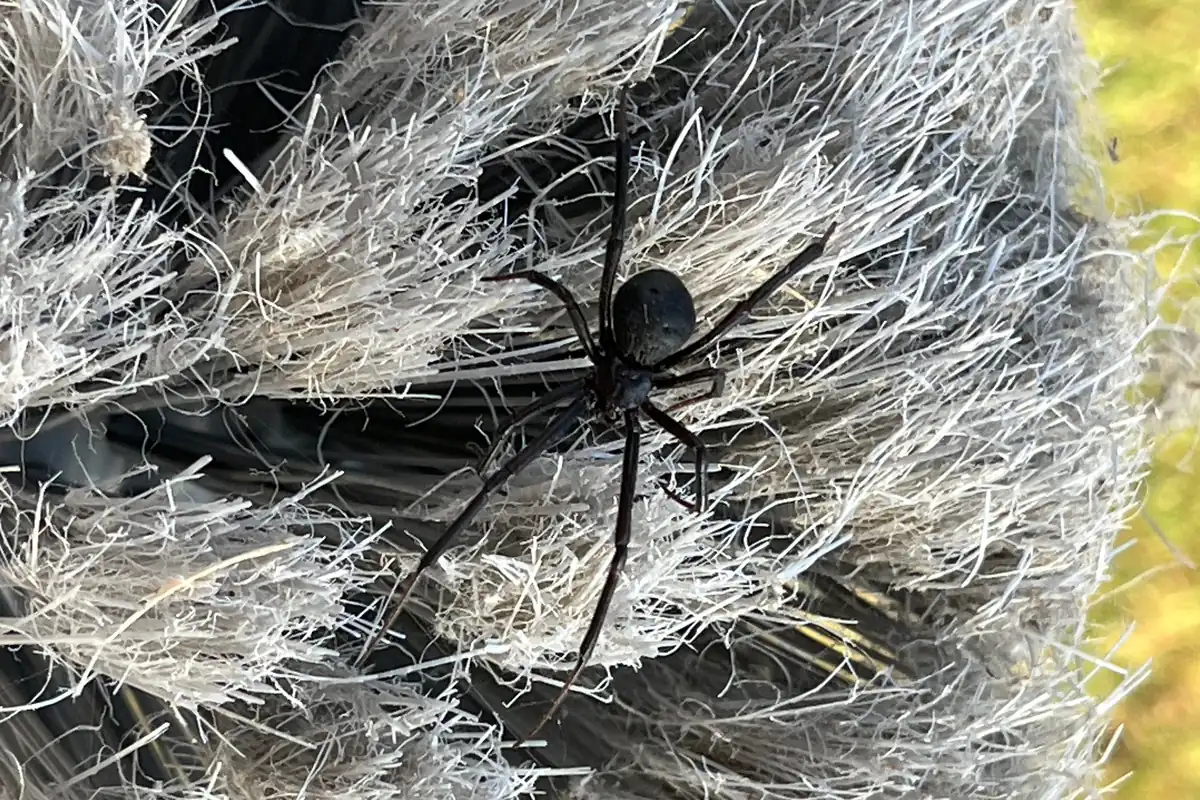Spider in a dense web on a Pest Me Off job in Frisco, TX