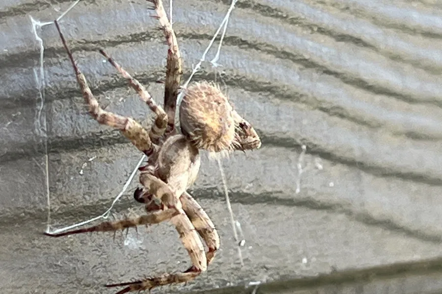 Pest Control Carrollton, TX 15 Orb-weaver spider on its web against house siding on a Pest Me Off job
