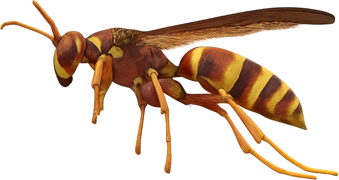 Pest Control Prosper, TX 29 Paper wasp