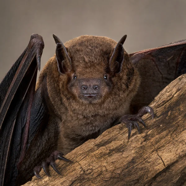 Mexican free-tailed bat with wings spread, a protected species handled with legal exclusion in McKinney TX