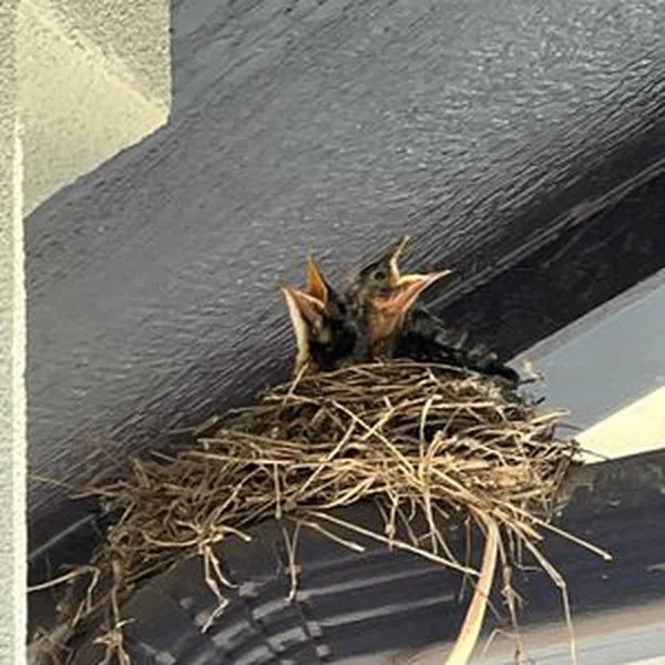 A real bird nest with live nestlings on a downspout under the eave at a Frisco TX home