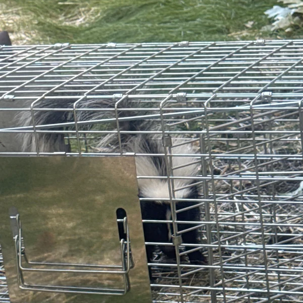 A skunk humanely caught in a live cage trap on a Pest Me Off wildlife removal job in The Colony TX