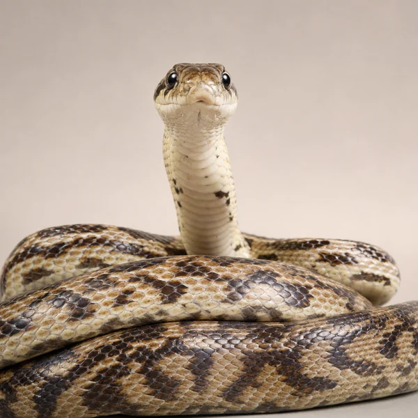 Texas rat snake, a common snake removal call in garages and yards in McKinney TX