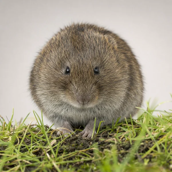 Meadow vole, a small lawn rodent that tunnels through McKinney TX yards