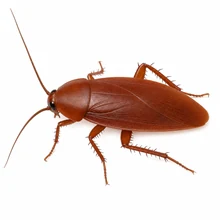 Wood cockroach