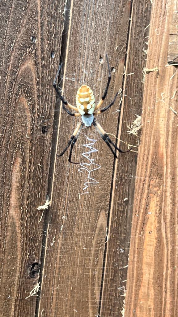 Black and yellow garden spider McKinney 3 Black-and-yellow garden spider resting on a zigzag-webbed orb against a wooden fence during an exterior inspection at a home in McKinney, Texas.