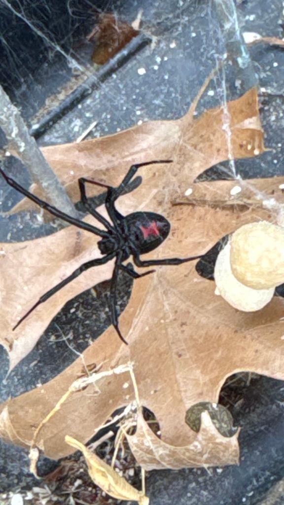 Close view of a black widow spider guarding a round egg sac in a messy exterior web among leaf litter in McKinney, Texas.