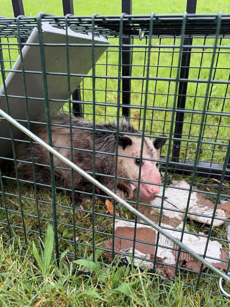 A Virginia opossum sits inside a green live-capture trap on wet grass beside a backyard metal fence in Melissa, Texas.