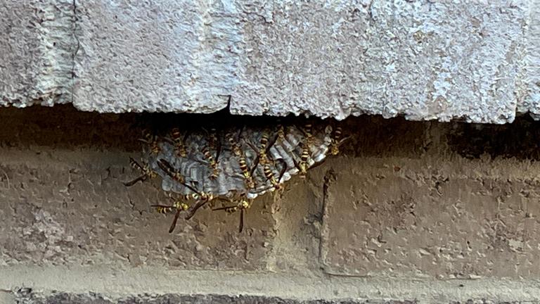 Cluster of paper wasps guarding an open-celled nest beneath a brick ledge on a home's exterior in Frisco, Texas, during late summer.