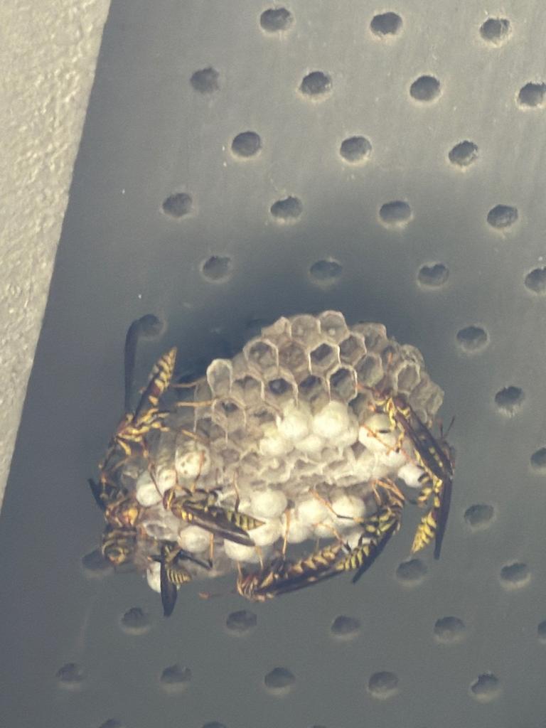 Active paper wasp colony guarding brood on an exterior soffit under a home's eaves during a summer inspection in McKinney, Texas.