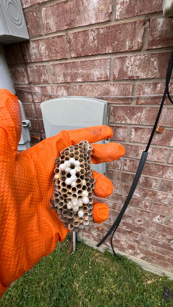 Paper wasp nest removed near utilities McKinney 3 Technician wearing orange gloves holds a removed paper wasp brood comb with capped pupae by an exterior brick wall in McKinney, Texas.