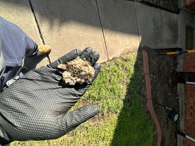 Gloved technician holds a removed paper wasp comb nest by a home's front walkway during an exterior service visit in Allen, Texas.