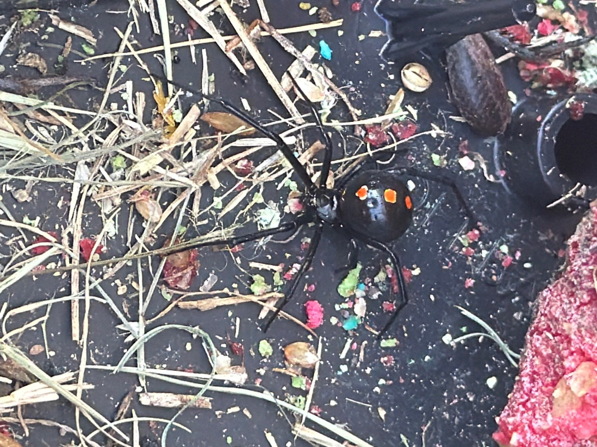 Black widow spider with red hourglass markings, photographed on a Pest Me Off job in McKinney